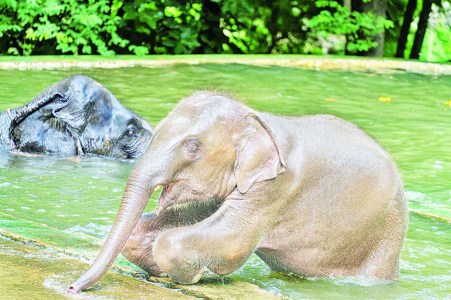 ရခိုင်ဆင်ဖြူတော် “ရဋ္ဌနန္ဒက” အသက် ၂ နှစ်ပြည့်၊ အရပ်အမြင့် ၅ ပေခန့်ရှိလာ