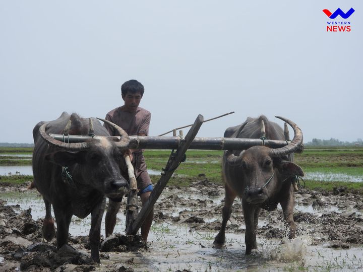 ရခိုင်မှာ ယခုနှစ် မိုးစပါးစိုက်ပျိုးဧက ၆ သိန်းခန့်သာ စိုက်ပျိုးနိုင်